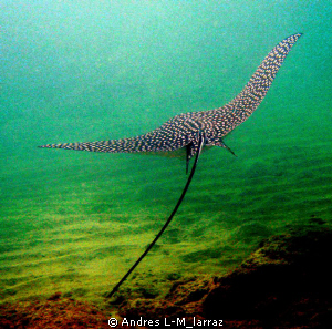 Spotted Eagle Ray. by Andres L-M_larraz 